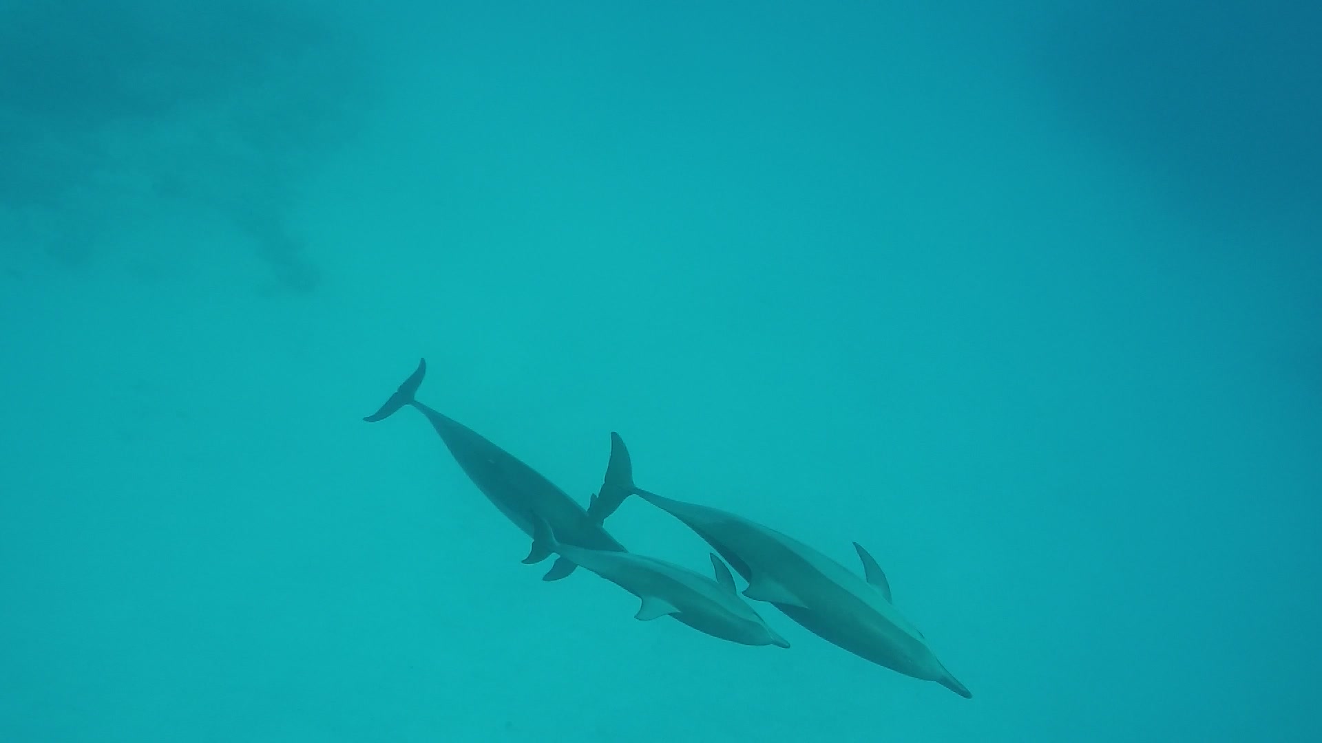 Dolfijnen+Marthe 20