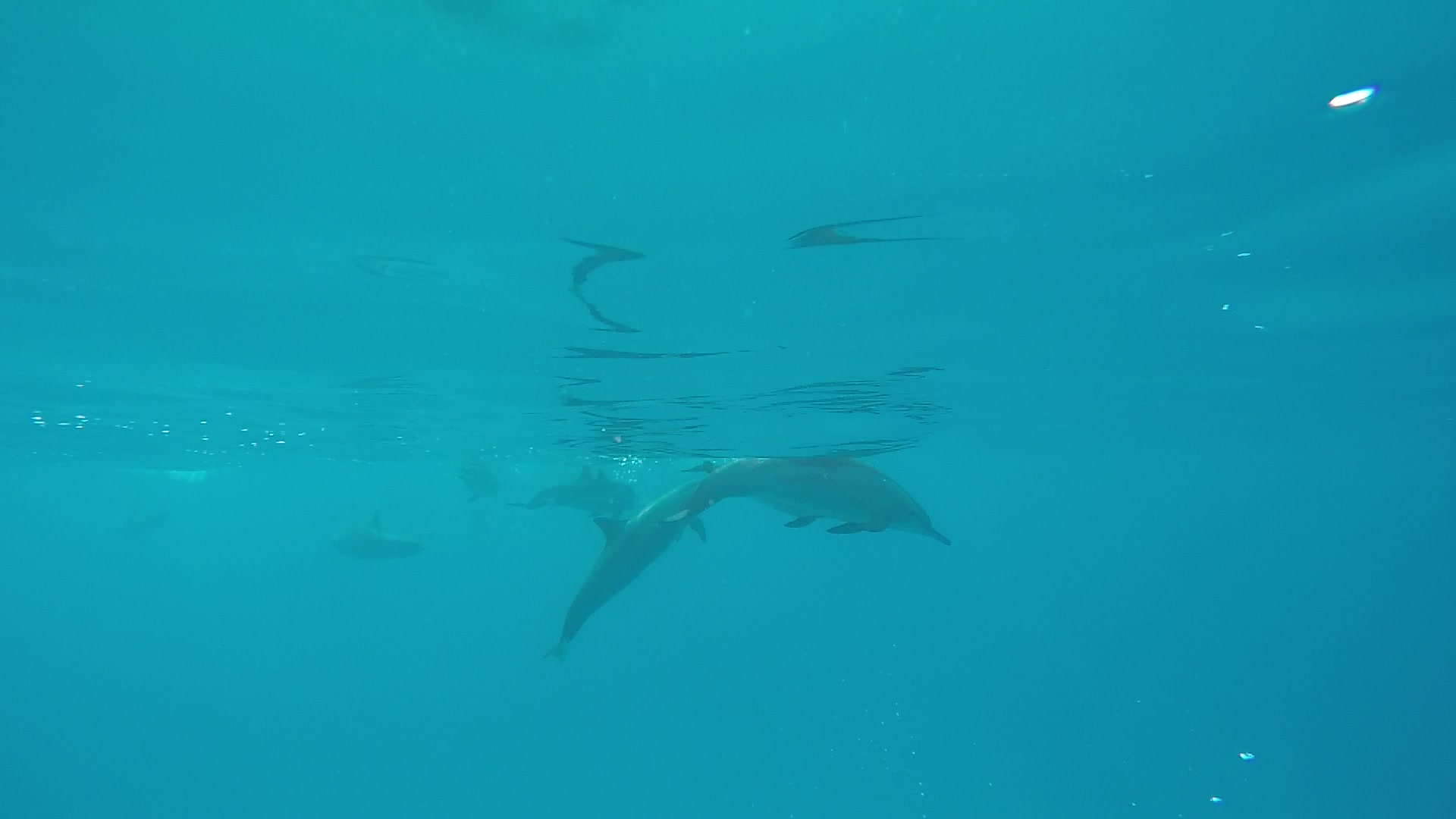 Dolfijnen+Marthe 28