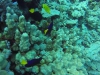 DorisVisjes 6
