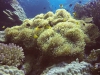 Nemo kweekpot 04