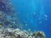 Zebravisjes 12