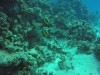 aquariumDuo 09