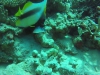 aquariumDuo 16