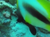 aquariumDuo 19