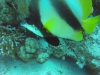 aquariumDuo 20