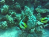 aquariumDuo 21