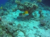 aquariumviskes2 3