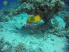 aquariumviskes2 4
