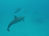 dolphine take's a poo 03