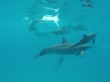 dolphine take's a poo 15