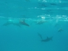 dolphine take's a poo 16