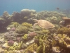 gary_the_sea_turtle 10