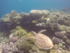 gary_the_sea_turtle 12