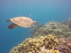 gary_the_sea_turtle 24
