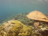 gary_the_sea_turtle 32