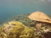 gary_the_sea_turtle 32