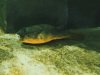 image00010