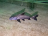 image00012