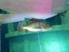 image00019