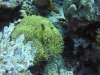 nemo 04